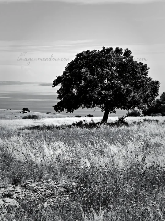 A single tree stands in a meadow with tall grass overlooking the Adriatic coast. This scene captures the essence of nature in Croatia, showing the simplicity of