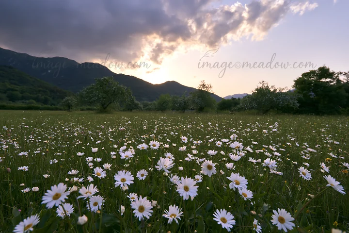 Daisies bloom in a meadow filled with apple trees under a cloudy sky at sunset. The landscape features mountains in the background and a vibrant display of whit