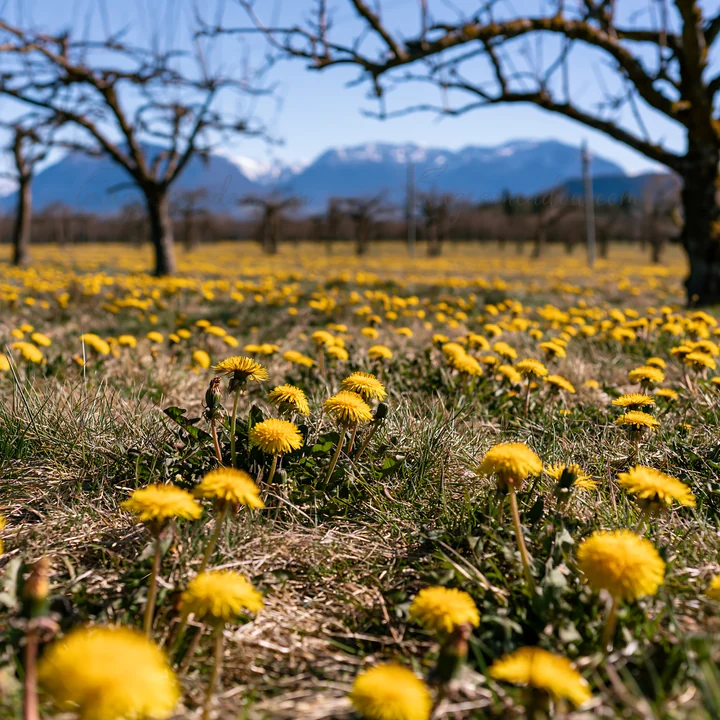 A field of yellow dandelions covers the ground in an orchard surrounded by bare trees. The mountains rise in the distance under a clear blue sky.