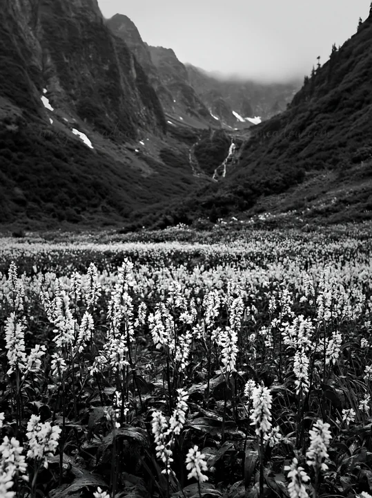 A field of flowers in a mountain valley. The cascade flows in the background. The landscape is captured in monochrome. This setting is in a remote area surround