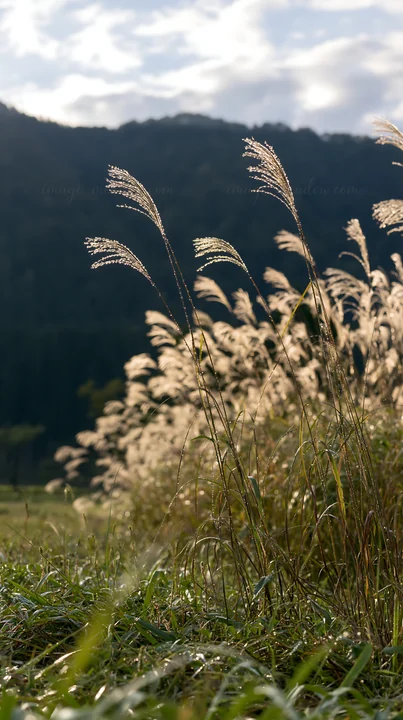Grass in a meadow in Fukui shows rain droplets on the blades, with mountains in the background. The scene captures the beauty of nature after rainfall.