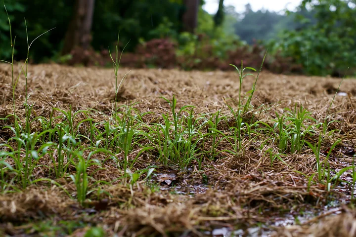 Green grass sprouts on moist soil with hints of rain and brown mulch.