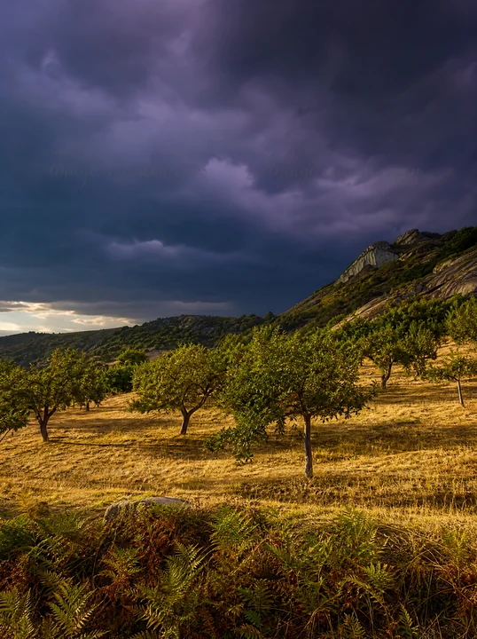 A hillside apple meadow features apple trees on dry land with dramatic clouds above. The light from the setting sun creates shadows on the ground and trees.