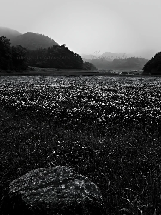 A vast meadow near Hiroshima is filled with flowers under a rainy sky. Smooth rocks are scattered in the foreground, adding texture to the landscape. Soft rain