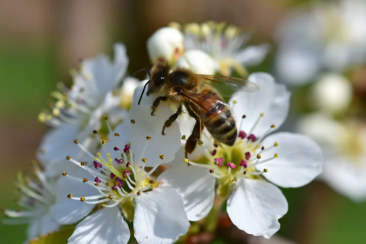 Honey bee feeding on the center of white blossoms in a close-up outdoor scene.