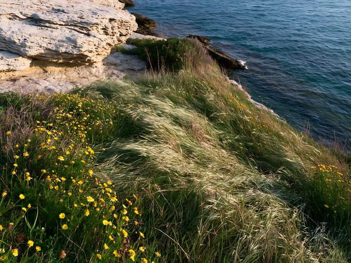 A meadow with green grass and yellow flowers at the edge of a rocky coast. The sunlight brightens the landscape, and waves gently crash against the rocks below.