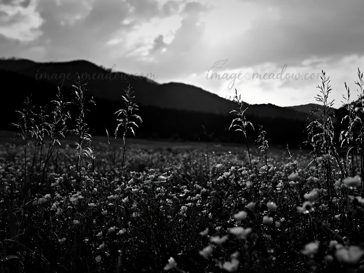 A meadow in Iwate, with seedheads and yellow flowers in focus. Rain clouds are present in the sky, and mountains form the background. Presented as a premium hig