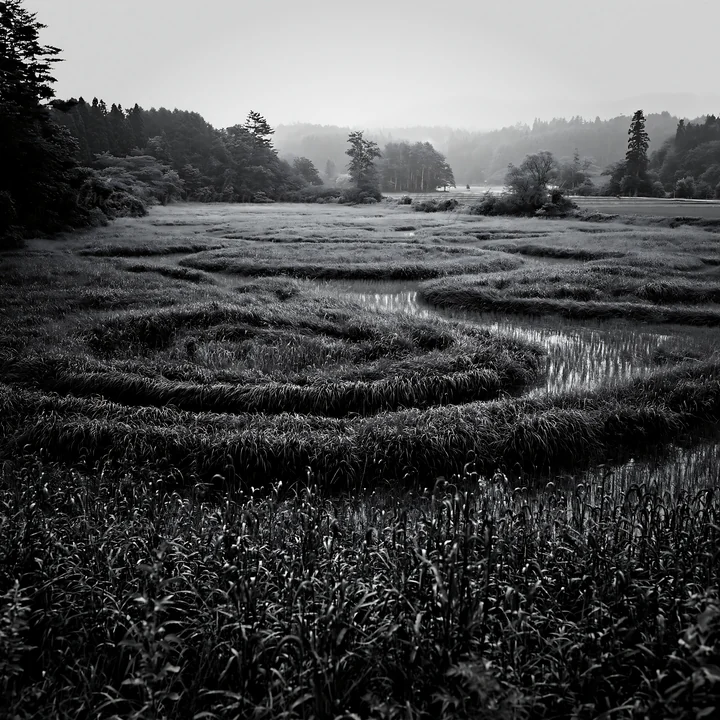 Seedheads surround the winding paths of a meadow in Iwate after rain. The grass is lush and green, and the misty landscape showcases hills and trees. The scene