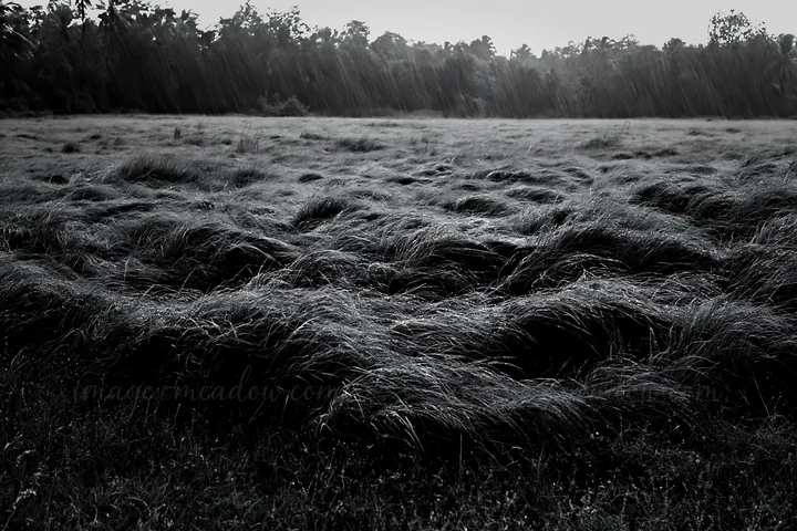 Rain falls on a meadow in Kochi, India, creating beads of water on the grasses. The landscape shows tall grass swaying in the wind, typical of the monsoon seaso