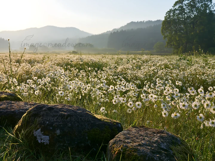 A field filled with white wildflowers stretches across the landscape near Kyoto. The sunlight creates a soft glow and highlights the stones in the foreground ag