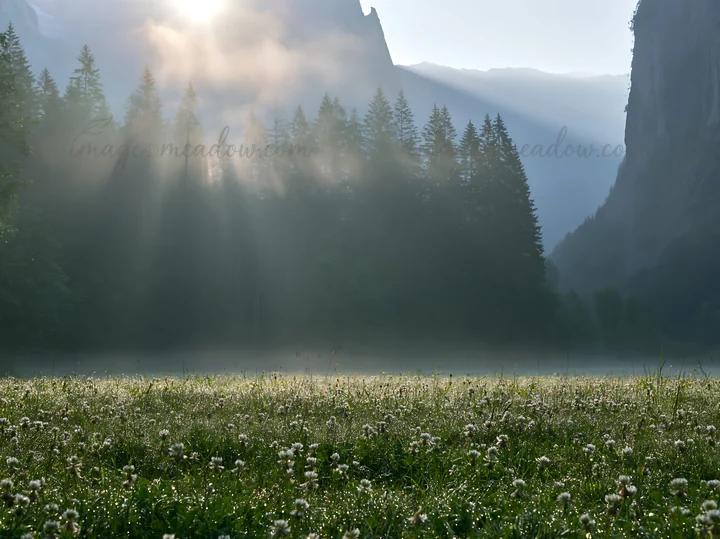Morning light streams through tall trees, illuminating a meadow in Lauterbrunnen Valley. The scene features grass and flowers, with mist lingering in the air, c