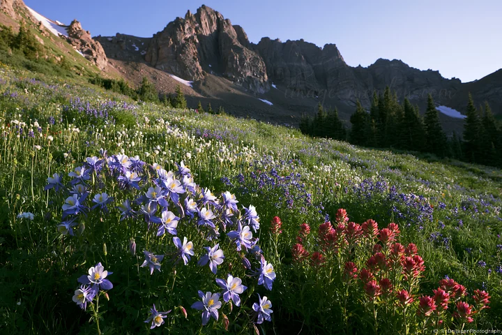A meadow filled with wildflowers sits beneath craggy mountains. The scene captures the early morning light as flowers bloom in various colors and the rugged ter