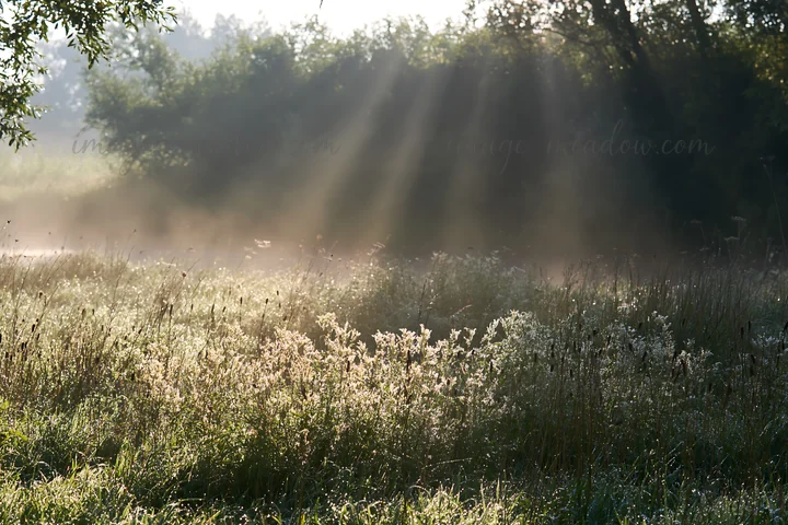 A meadow covered in dew, illuminated by sunlight filtering through trees. The scene captures the essence of early morning, with mist hovering above the ground.