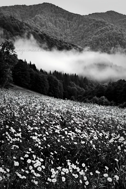 A field of seedheads fills the foreground with a backdrop of mountains. Low clouds drift among the trees in the distance. The scene captures the natural beauty