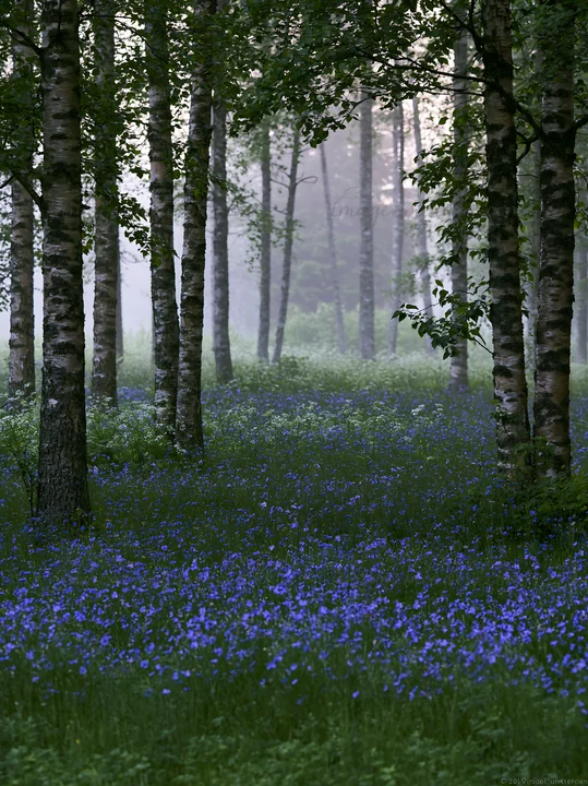A meadow filled with blue flowers lies amidst tall trees in a misty forest. Soft light filters through the branches, creating a natural landscape. This scene ca