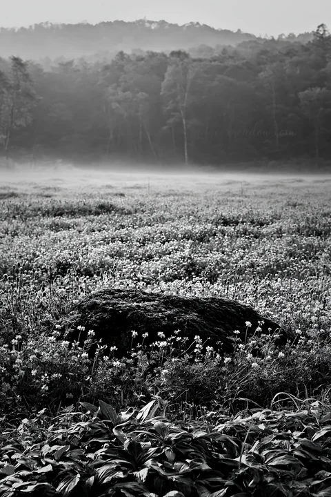 A lush meadow in Miyagi shows a mossy stone surrounded by vibrant flowers. Soft light filters through trees in the background, creating a fresh morning scene. P