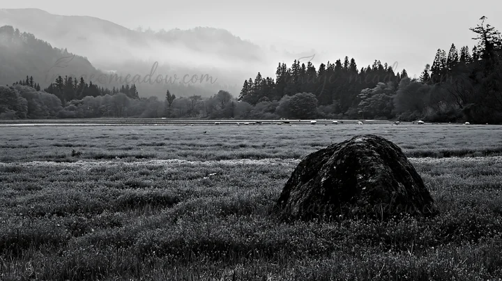 A large mossy stone sits in a meadow filled with purple flowers near a water body. Trees and hills are visible in the background under an overcast sky. Presente