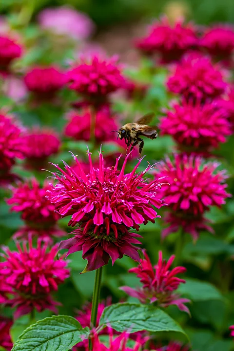 Monarda flowers with pollinators attract bees in a colorful garden.