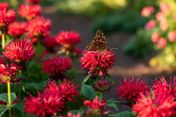 Monarda flowers with pollinators attract butterflies in a vibrant garden setting.