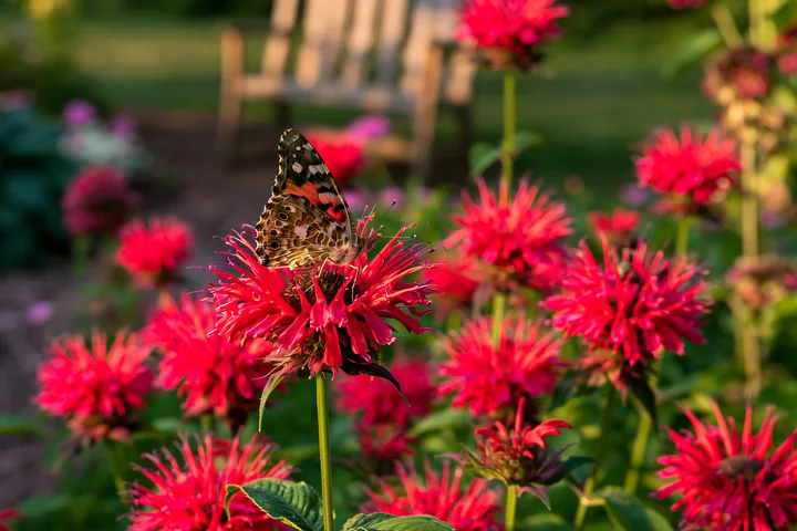 Monarda flowers with pollinators bloom in a garden, with a butterfly resting on a vibrant red flower.