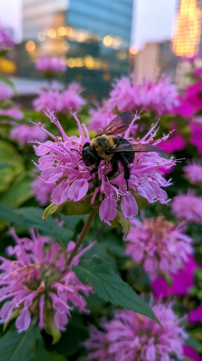 Monarda flowers with pollinators show a bumblebee gathering nectar on vibrant pink blooms in an urban garden during sunset.