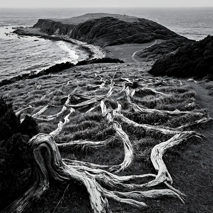 Driftwood sprawls across a coastal meadow in Nagasaki, leading towards the ocean. The grassy landscape meets the water with a distant hill and a winding path vi