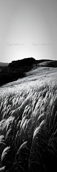 The landscape shows a golden meadow with tall seedheads in the foreground. The scene is located in Okayama, highlighting rolling hills in the background. A clea