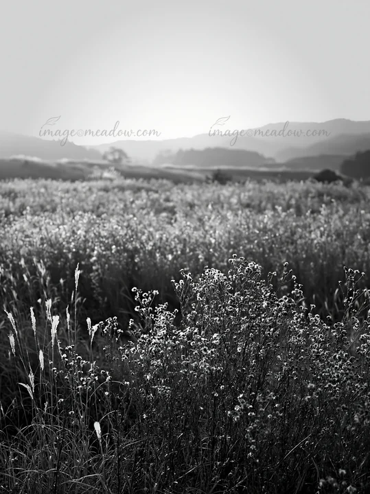 A golden meadow in Okayama shows seedheads in the foreground as the sun sets. The mountains are visible in the background, creating a warm atmosphere. Presented