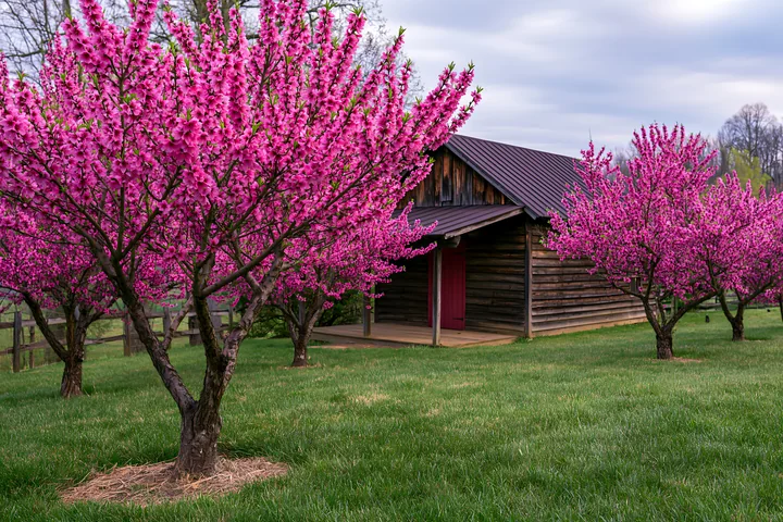 Pink-blossomed peach trees surround a rustic wooden barn in a green orchard under an overcast sky.