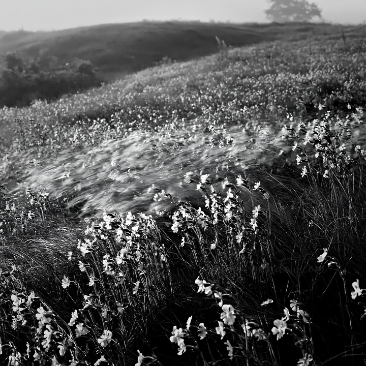 A meadow filled with pink campion flowers stretches across the landscape. The scene captures the natural beauty of the flowers swaying in the wind during the ea
