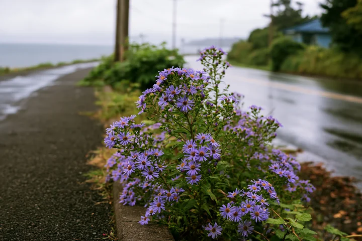 Purple flowers thrive along a rain-soaked path beside the coast, showcasing the beauty of island flowers with empty copy space.