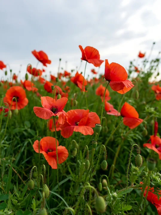 Red poppies bloom among green meadow grass beneath a bright, softly clouded summer sky.