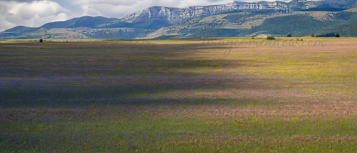 A wide open meadow is filled with sainfoin and chicory plants. Mountains rise in the background under a cloudy sky, showing a natural landscape with patches of