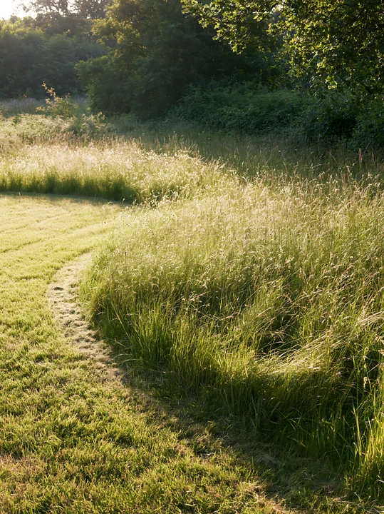 A meadow shows seedheads swaying in the gentle breeze. Sunlight filters through trees, highlighting the winding path in the greenery.