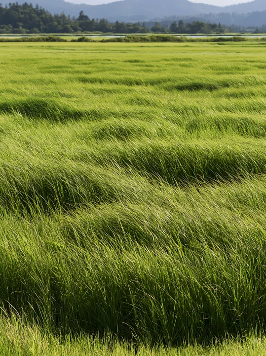 Tall green reeds grow in Shiga wetland meadow under bright sunlight. The landscape shows rolling hills in the background and wide open space.