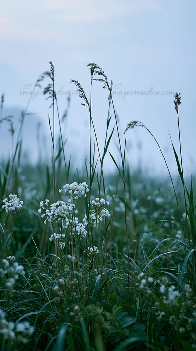 Reeds and white flowers grow in a wetland meadow in Shiga during misty weather. The environment highlights a natural landscape adapting to climate changes.