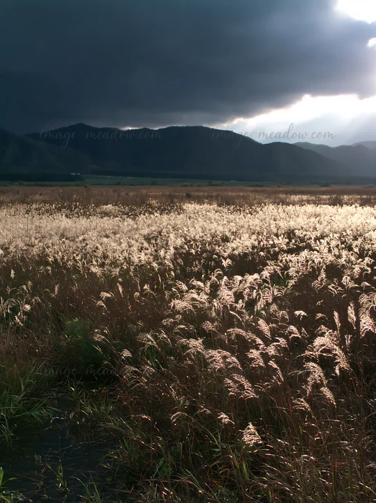 Reeds grow in the Shiga wetland meadow with mountains in the background. Dark clouds gather overhead as light breaks through the sky, creating a unique atmosphe