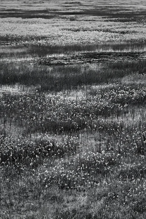Morning light reveals a meadow filled with dew and flowers. The landscape shows grassy areas with clusters of blooms. The scene captures the natural beauty of t