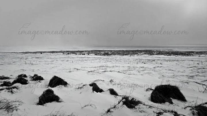 A snowbound meadow features tufts of grass scattered across a white landscape. The scene shows a low horizon with overcast skies, capturing a winter atmosphere