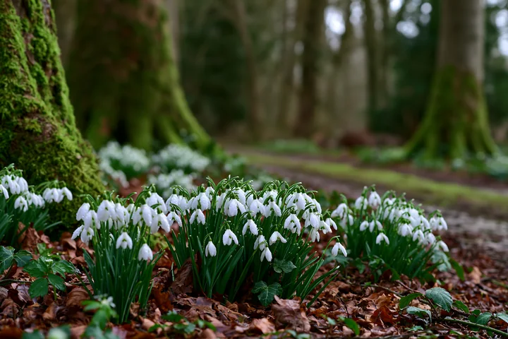Snowdrop flowers bloom near tree trunks, surrounded by brown leaves and green plants.
