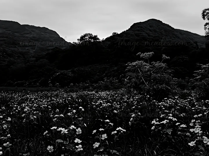 A meadow filled with flowers is visible at night under a starry sky. The mountains rise in the background, silhouetted against the night. This scene captures th