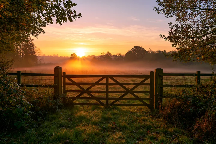 Sunbeams over a misty meadow create a warm glow as the sun rises behind trees.