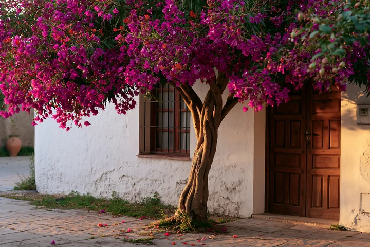 Sunlit flowering tree beside a whitewashed house with a barred window, wooden door, and scattered petals.