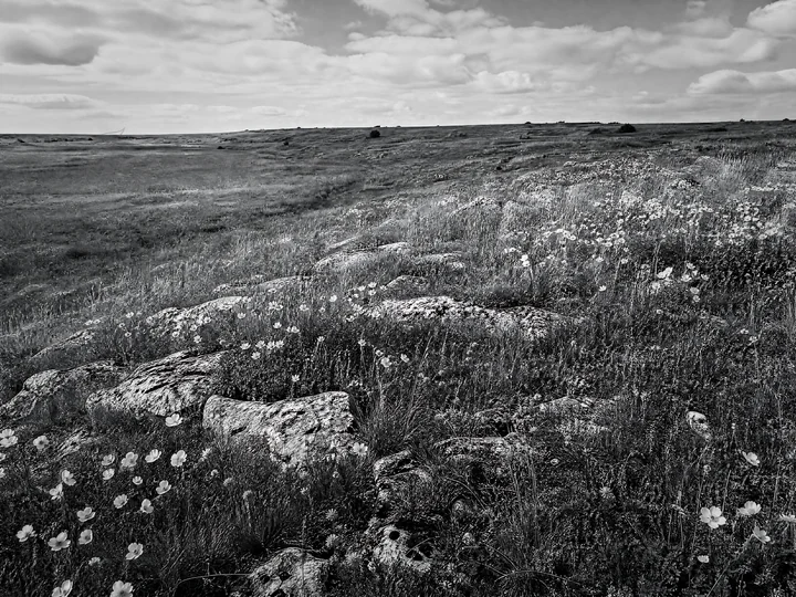 A wide limestone meadow is filled with flowers and rocky areas under a clear sky. The scene captures the natural beauty of the landscape during daylight, showca