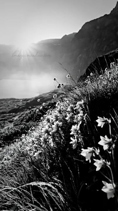 A meadow covered in yellow flowers sits beside an alpine lake. The sun rises over the mountains, casting light on the scene. Dew glistens on the grass, creating