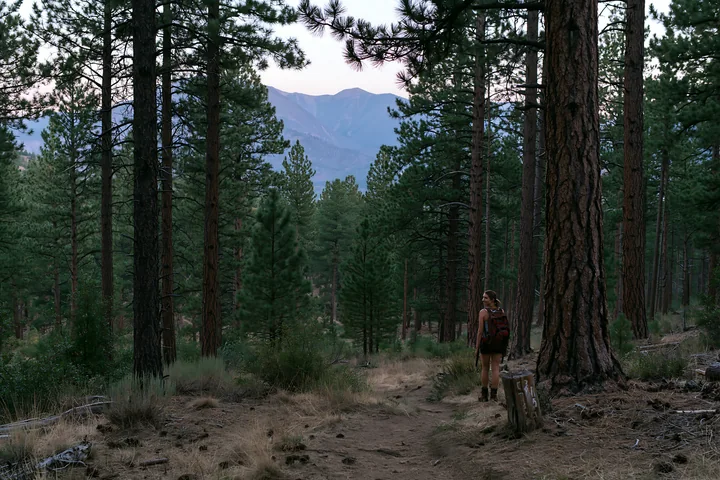 Tall pine trees surround a dirt path that leads through the forest with a view of the mountain range in the distance.