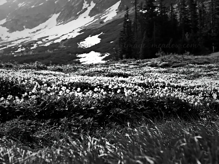 Spring snowmelt reveals a meadow in the Tatra mountains. White flowers and green grass cover the ground beneath snow-capped peaks. Evergreen trees stand on the