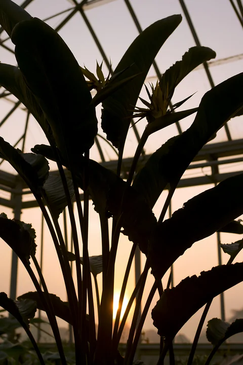The bird of paradise flower greenhouse features towering leaves and vibrant flowers against a sunset backdrop.