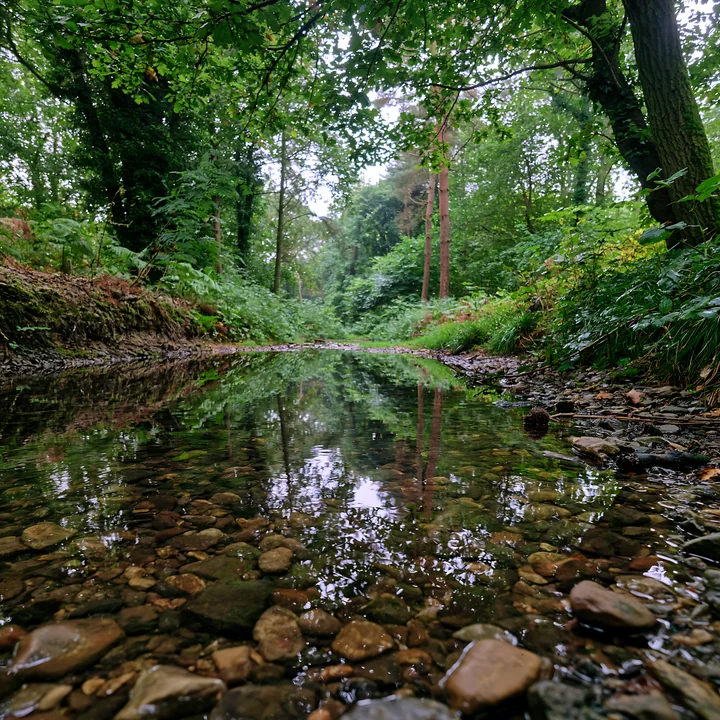 This forest watercourse with pebbled bed flows through a green wooded area, reflecting the trees above.