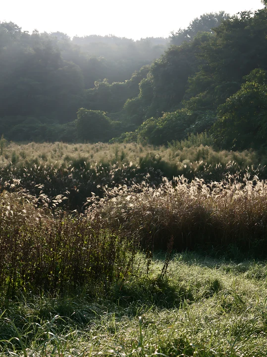 A meadow filled with grass seedheads and dense vegetation in Tokyo. Early morning light illuminates the tall plants, creating a natural setting.